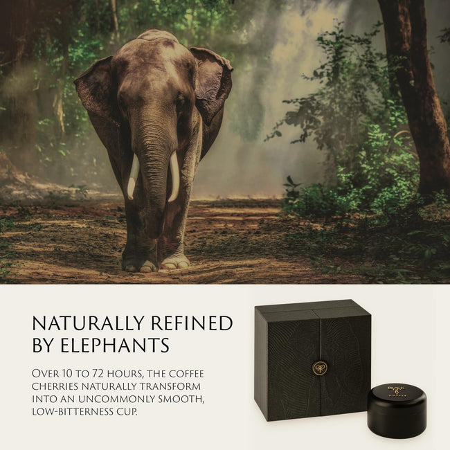 Black Ivory Whole Bean Coffee, Naturally Refined by Elephants